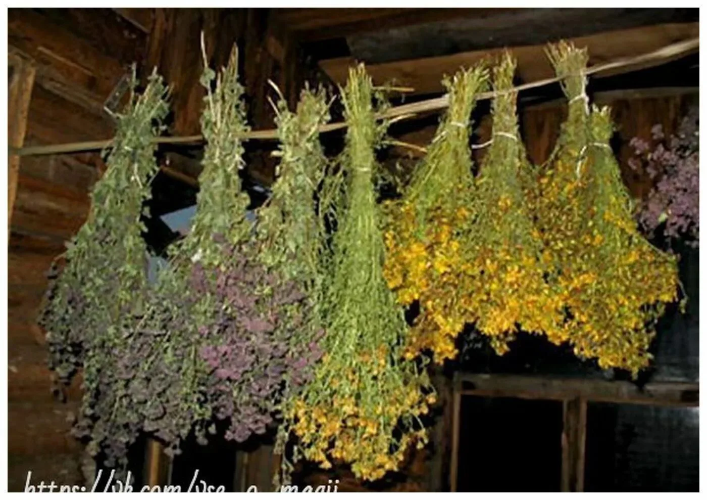 Как правильно собирать и сушить лекарственные травы на даче