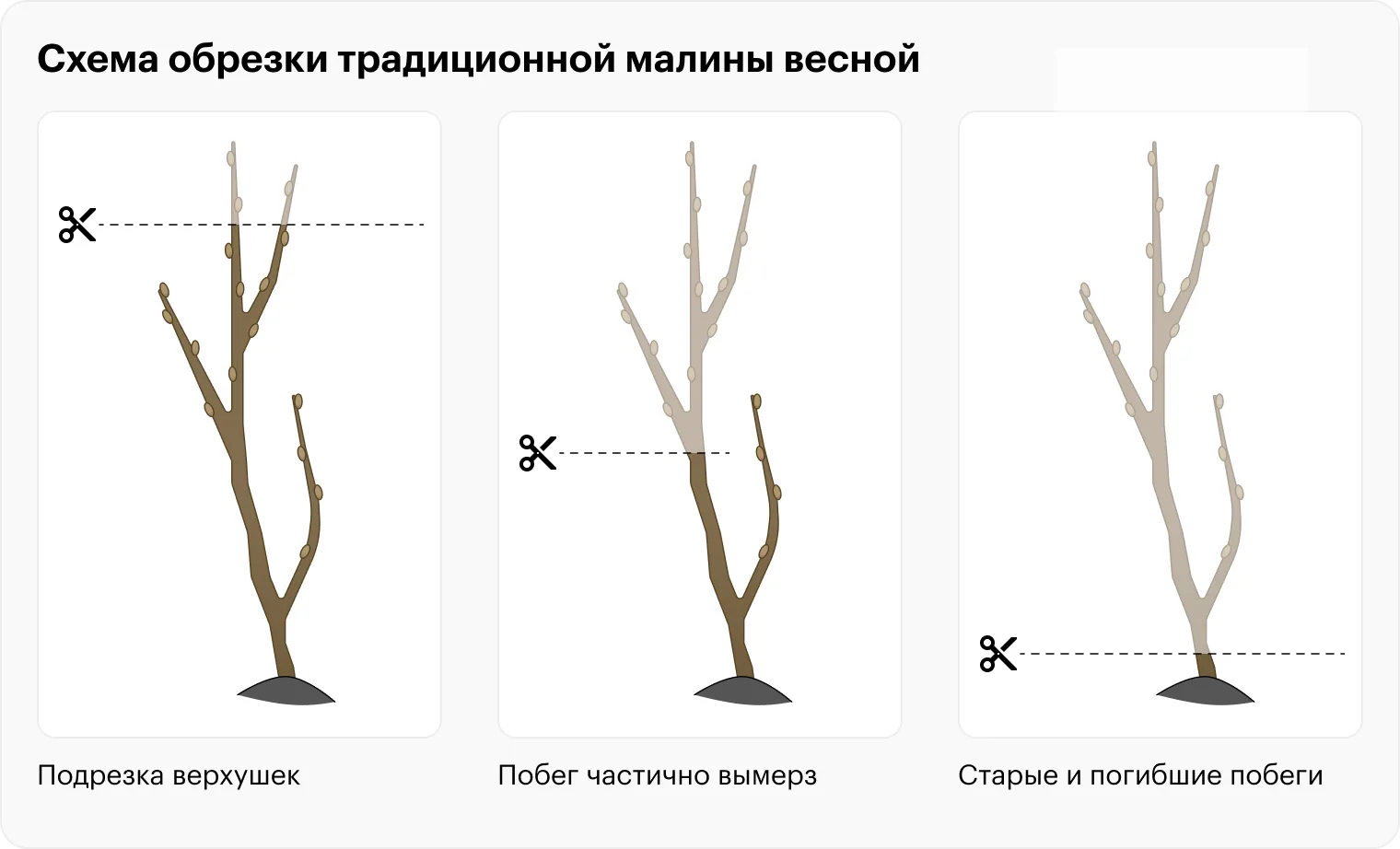 Обрезка малины после плодоношения: пошаговое руководство для начинающих