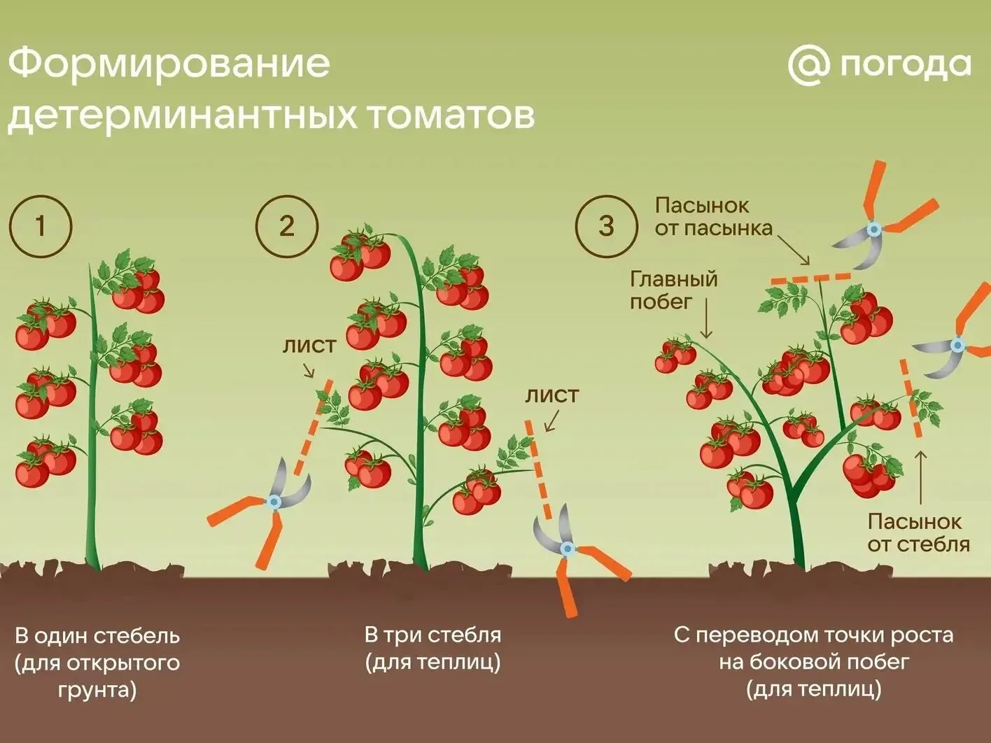 Как правильно пасынковать томаты в открытом грунте в июле
