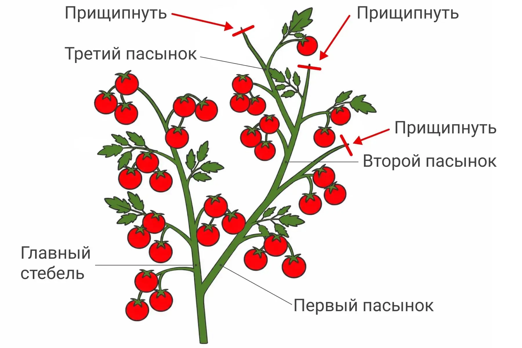 Как пасынковать помидоры в теплице в июле: пошаговое руководство