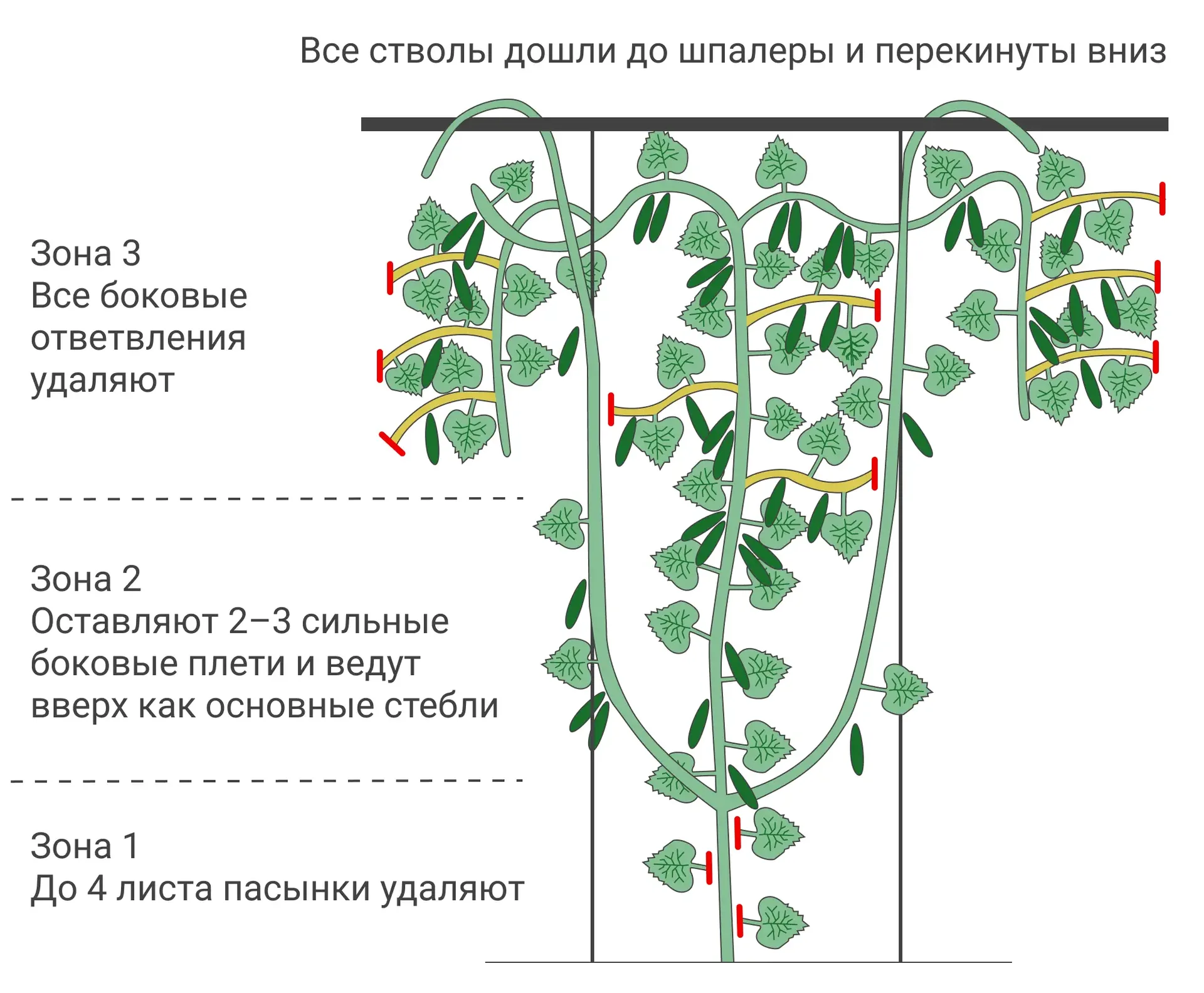 Формирование огурцов в открытом грунте: схемы для июля