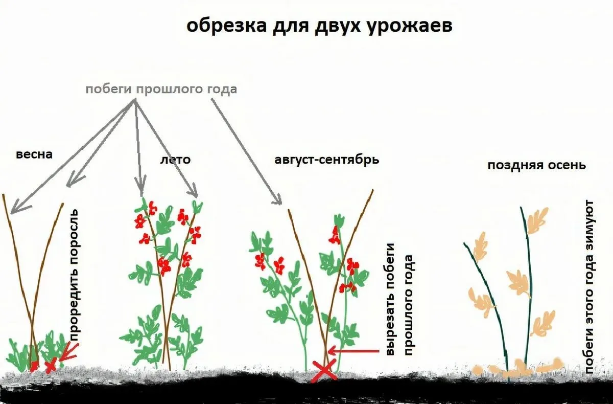 Обрезка малины после плодоношения: сроки и схема для ремонтантных сортов