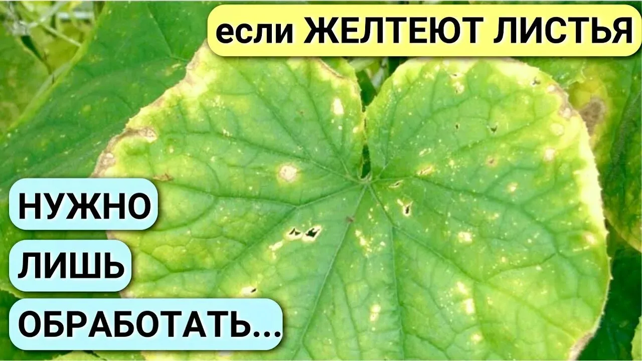 Почему желтеют листья у огурцов в теплице и что делать