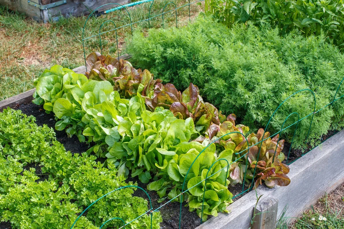 Как вырастить зелень